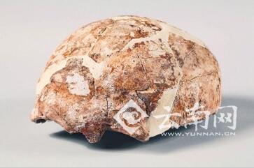 “蒙自人”头盖骨 “蒙自人”头盖骨