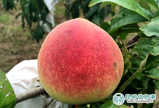 官渡区白汉场村500亩美味“晚香蜜桃”上市待采摘 官渡区白汉场村500亩美味“晚香蜜桃”上市待采摘