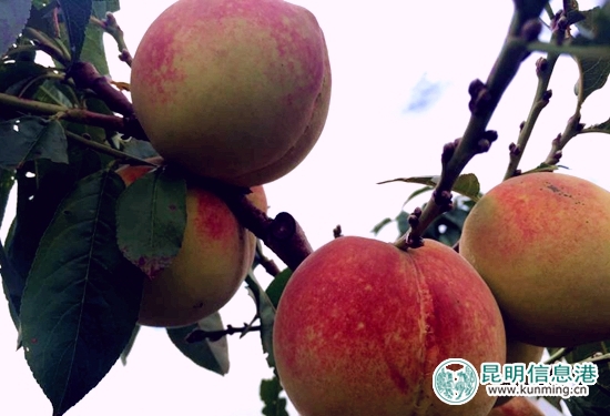 官渡区白汉场村500亩美味“晚香蜜桃”上市待采摘 官渡区白汉场村500亩美味“晚香蜜桃”上市待采摘