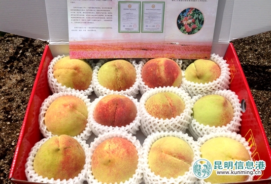 官渡区白汉场村500亩美味“晚香蜜桃”上市待采摘 官渡区白汉场村500亩美味“晚香蜜桃”上市待采摘