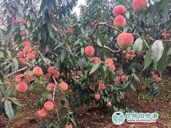 富民白石岩村800吨冬桃飘香 邀市民采摘品果