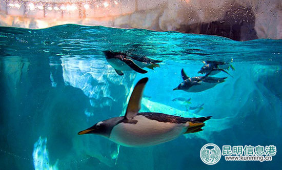 “南极精灵”造访引市民围观