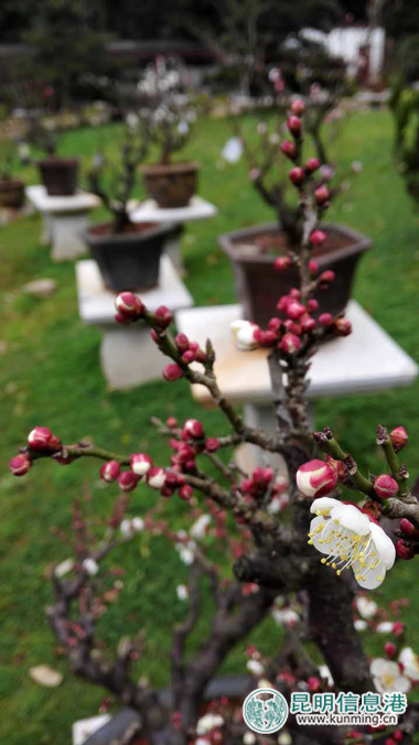 第21届昆明梅花节启幕 1.6万株(盆)梅花静待游人鉴赏 第21届昆明梅花节启幕 1.6万株(盆)梅花静待游人鉴赏