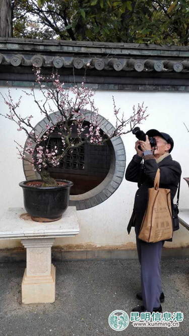 第21届昆明梅花节启幕 1.6万株(盆)梅花静待游人鉴赏 第21届昆明梅花节启幕 1.6万株(盆)梅花静待游人鉴赏