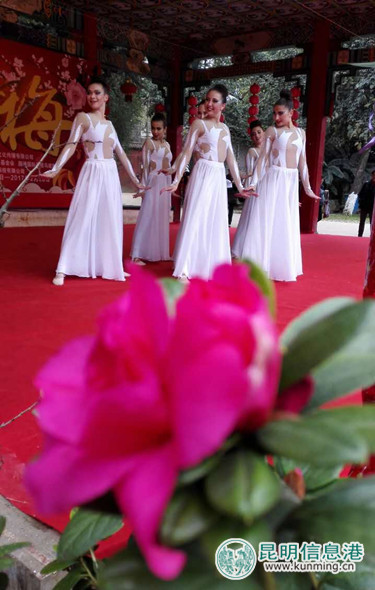 第21届昆明梅花节启幕 1.6万株(盆)梅花静待游人鉴赏 第21届昆明梅花节启幕 1.6万株(盆)梅花静待游人鉴赏