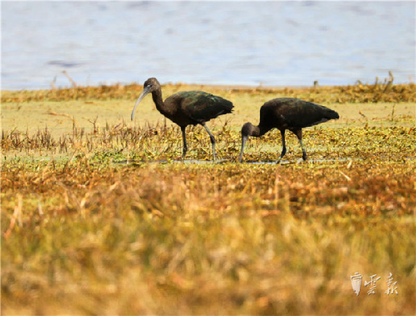 晋宁,湿地,彩鹮 晋宁,湿地,彩鹮