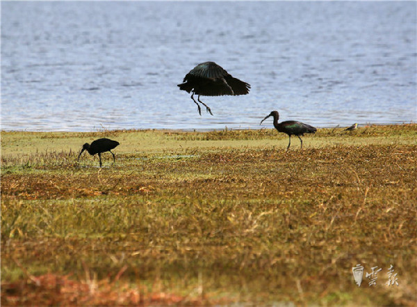 晋宁,湿地,彩鹮 晋宁,湿地,彩鹮