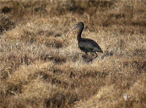 晋宁,湿地,彩鹮 晋宁,湿地,彩鹮