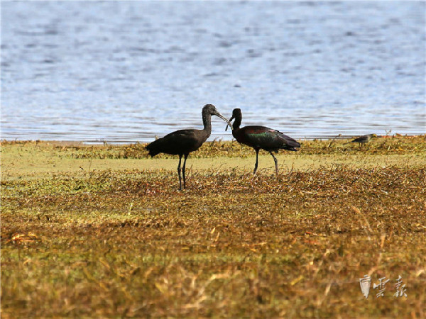 晋宁,湿地,彩鹮 晋宁,湿地,彩鹮