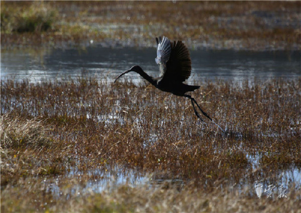 晋宁,湿地,彩鹮 晋宁,湿地,彩鹮
