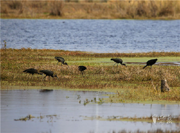 晋宁,湿地,彩鹮 晋宁,湿地,彩鹮