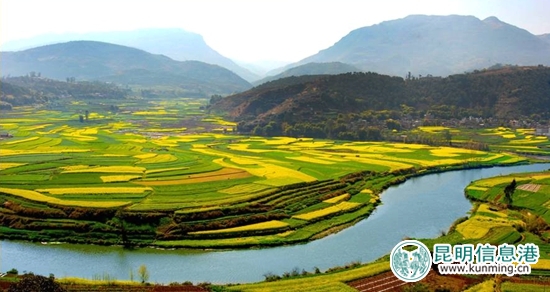 昆明富民县油菜花竞相开放 静待四方客