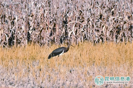 彩鹮一度绝迹 今年再现滇池