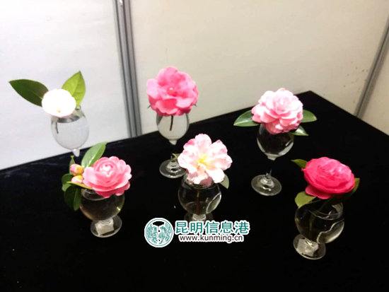 金殿茶花花朵展11日开展 上百种茶花扮靓元宵节 金殿茶花花朵展11日开展 上百种茶花扮靓元宵节