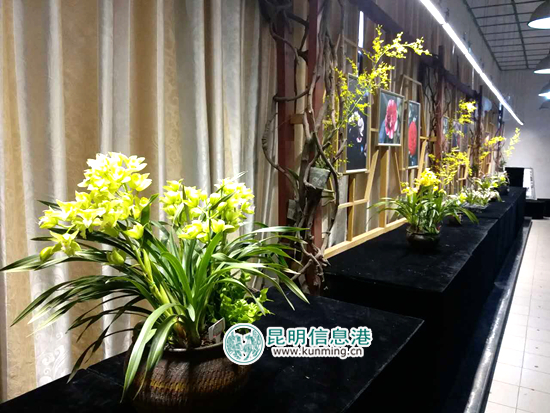 金殿茶花花朵展11日开展 上百种茶花扮靓元宵节 金殿茶花花朵展11日开展 上百种茶花扮靓元宵节