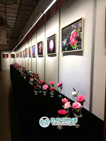 金殿茶花花朵展11日开展 上百种茶花扮靓元宵节 金殿茶花花朵展11日开展 上百种茶花扮靓元宵节