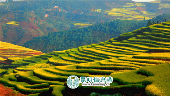 3月到罗平 看花海赛道上的马拉松和自行车赛 3月到罗平 看花海赛道上的马拉松和自行车赛