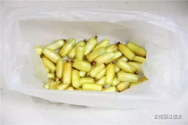 丽江机场,缉毒,藏毒案