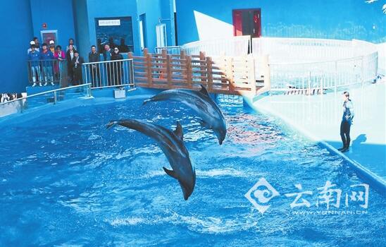 石林冰雪海洋世界开园半年接待游客52万人次 石林冰雪海洋世界开园半年接待游客52万人次