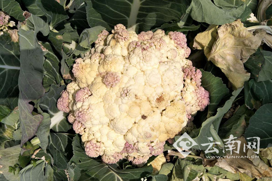 玉溪蔬菜销售难