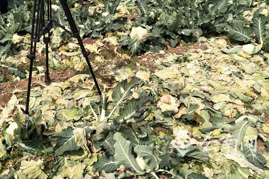 玉溪蔬菜销售难