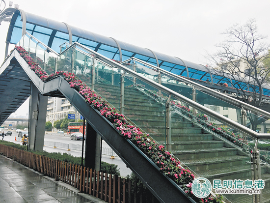 昆明首座鲜花天桥现身 昆明首座鲜花天桥现身