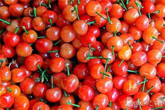 富民早熟小樱桃上市