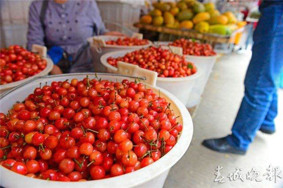 富民早熟小樱桃上市