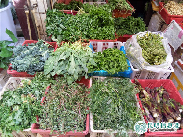 野菜,种类,香椿 野菜,种类,香椿
