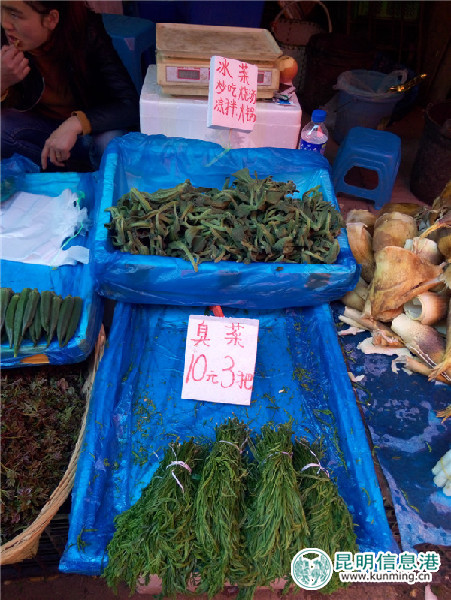 野菜,种类,香椿 野菜,种类,香椿