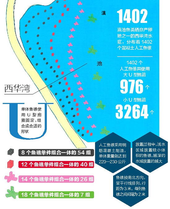 滇池鱼类进入产卵季 滇管局在西华湾投1402个人工鱼礁