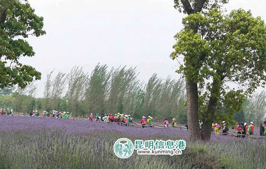 最美滇池·公益徒步环滇活动第二站在斗南启动 最美滇池·公益徒步环滇活动第二站在斗南启动