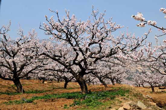 和林格尔第三届台格斗杏花节即将开幕