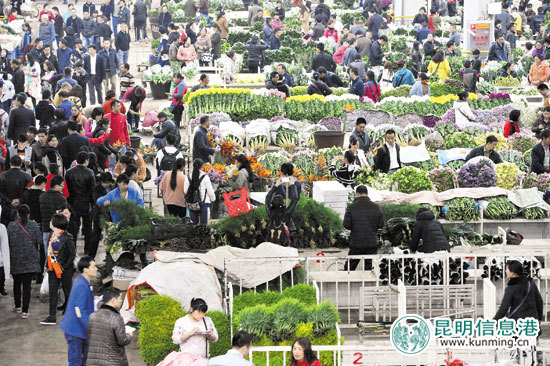 夜访斗南 国际友人惊叹“亚洲花都”不简单 夜访斗南 国际友人惊叹“亚洲花都”不简单