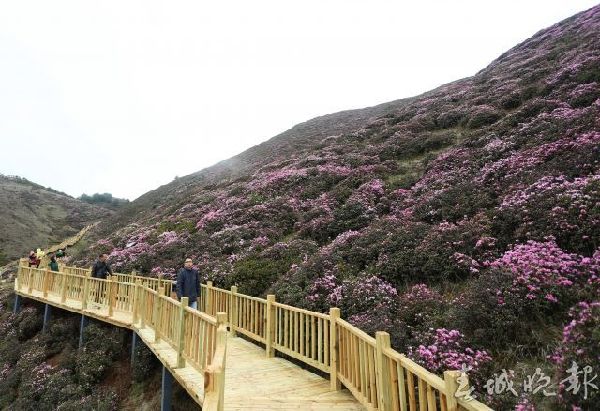 马鹿塘,杜鹃花,门票 马鹿塘,杜鹃花,门票