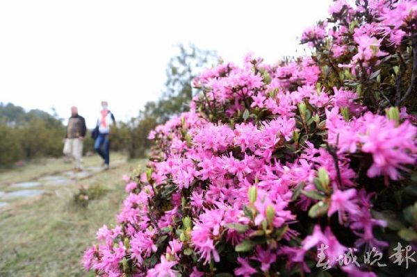 马鹿塘,杜鹃花,门票 马鹿塘,杜鹃花,门票
