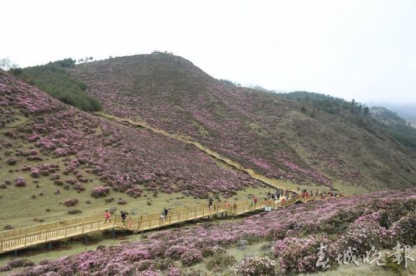 马鹿塘,杜鹃花,门票 马鹿塘,杜鹃花,门票