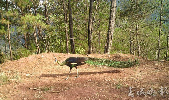 野生雌性绿孔雀