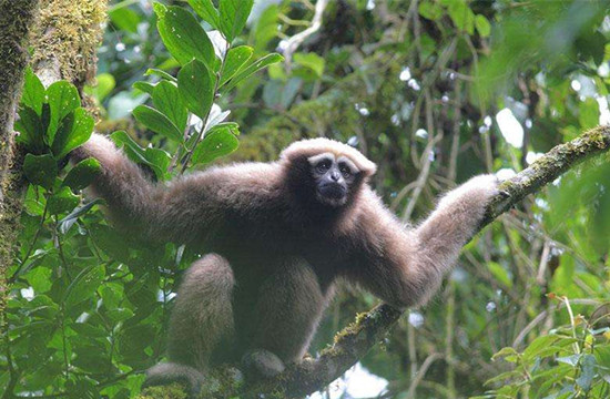 高黎贡白眉长臂猿