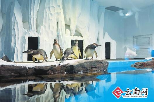 萌货来袭：5只麦哲伦企鹅入驻昆明