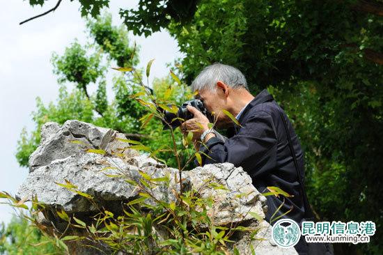 市民前来拍摄荷花