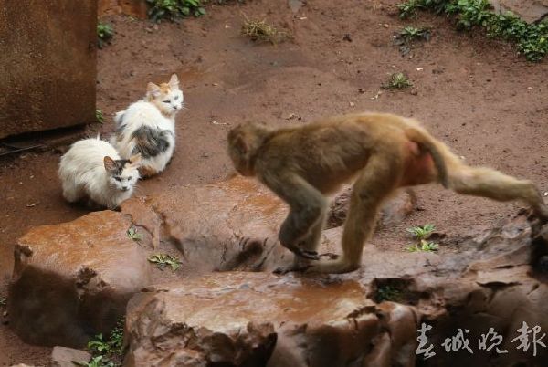 圆通山,老鼠,猫 圆通山,老鼠,猫