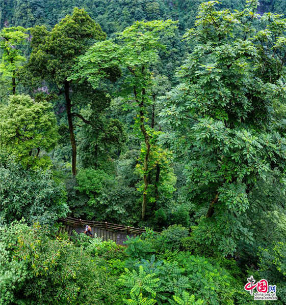 7月在峨眉山享受一场纯天然的盛筵