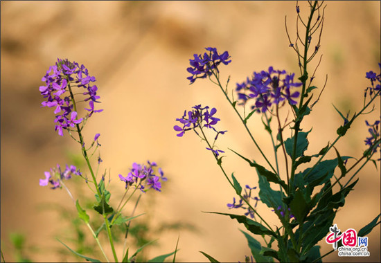 雾灵山 家庭亲子旅游不可多得的避暑胜地 雾灵山 家庭亲子旅游不可多得的避暑胜地