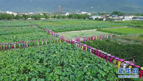 旗袍爱好者在四川省绵竹市九龙镇新龙村荷塘参加旗袍走秀 旗袍爱好者在四川省绵竹市九龙镇新龙村荷塘参加旗袍走秀