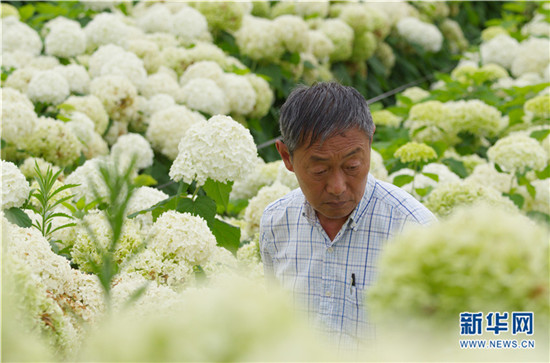 云南阳宗海绣球花绚烂绽放