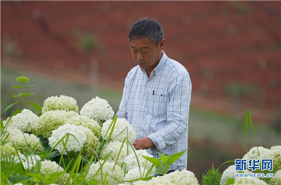 云南阳宗海绣球花绚烂绽放