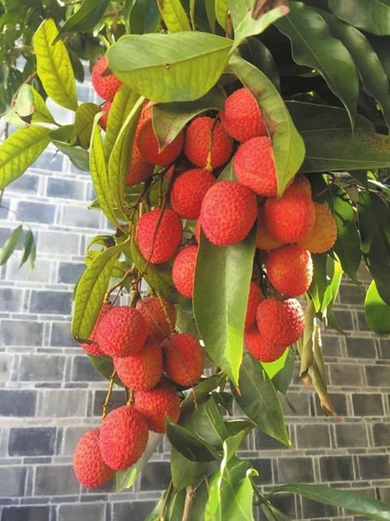 东坡丹荔令人垂涎欲滴 东坡丹荔令人垂涎欲滴