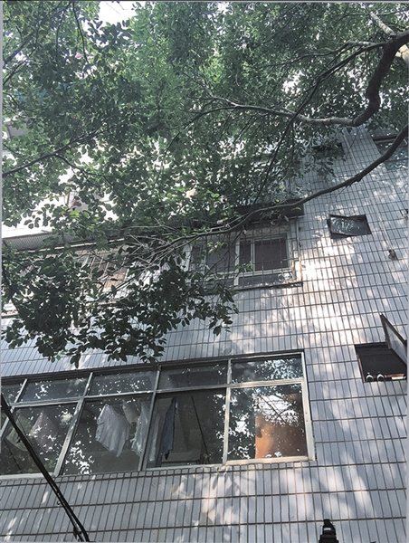 春晖小区树枝张牙舞爪伸进家 住户盼绿化部门修剪 春晖小区树枝张牙舞爪伸进家 住户盼绿化部门修剪