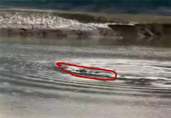 开闸泄洪后罗平一水塘现巨型'水怪' 目击者视频惊动中科院专家